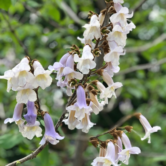 Meet your Posher, Julia - Picture 1 of 1